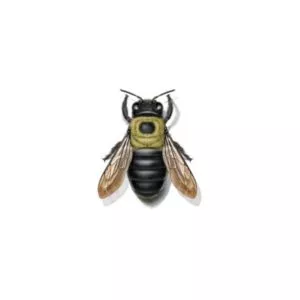 Carpenter bee identification in Knoxville TN. Russell's Pest Control