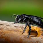 Don't Underestimate The Carpenter Bee