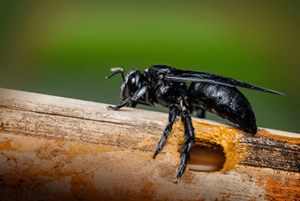 Don't Underestimate The Carpenter Bee