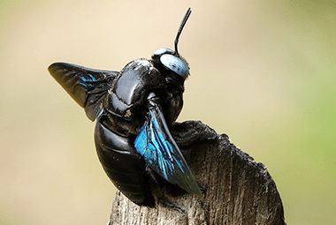Carpenter bee activity in Knoxville TN - Russell's Pest Control