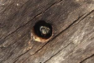 Carpenter Bees Still A Threat To East Tennessee Homes