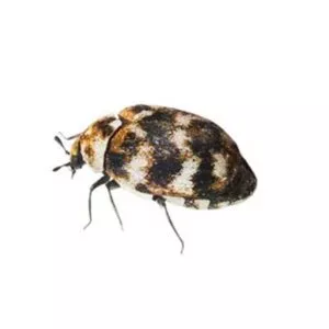 Varied carpet beetle identification in Knoxville TN. Russell's Pest Control