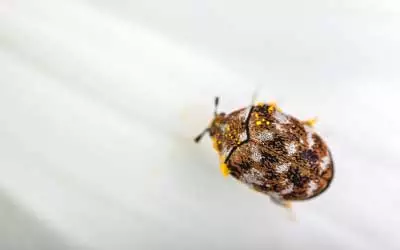 Find the difference between carpet beetles and bed bugs with Russell's Pest Control in Knoxville TN