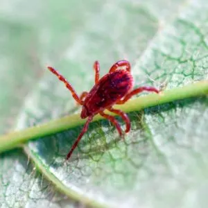 Chigger mite identification in Knoxville TN - Russell's Pest Control