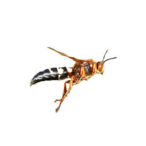 Cicada killer wasp identification in Knoxville TN. Russell's Pest Control