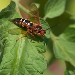 Cicada Killer Wasps Sound Scary... Are They?