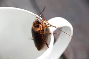 Roach-Proofing Tennessee Kitchens For The Fall