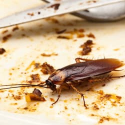 How To Get Rid Of Roaches