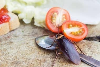 Why DIY Cockroach Prevention Methods Can Fail