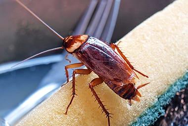 A brown-banded cockroach in Knoxville TN - Russell's Pest Control