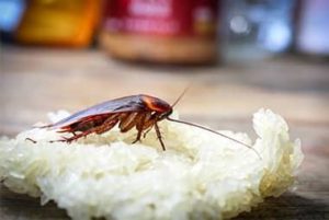Is My Knoxville Home At Risk For A Cockroach Infestation This Summer?
