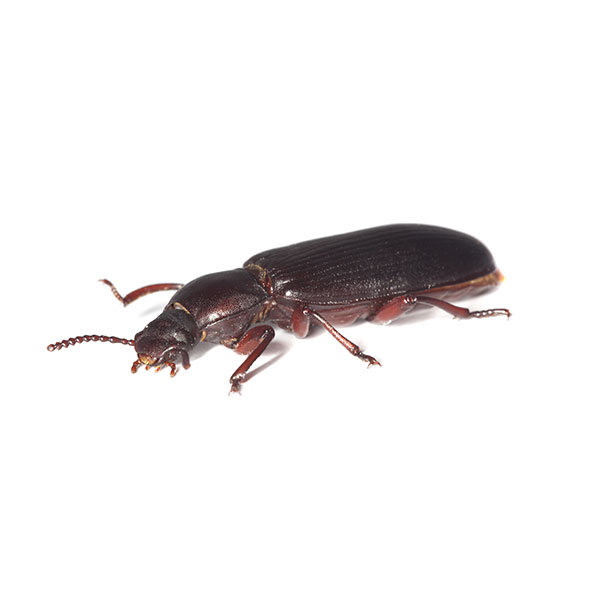 Confused flour beetle identification in Knoxville TN. Russell's Pest Control