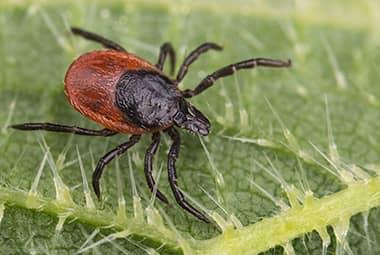How Fall Wildlife Problems Bring Tick Infestations