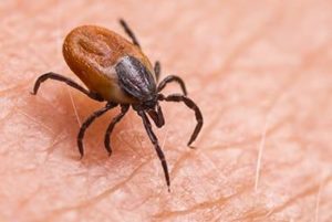 Guide To Tick-Related Illness For Knoxville Residents