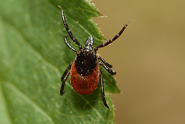 Tips To Avoid Ticks