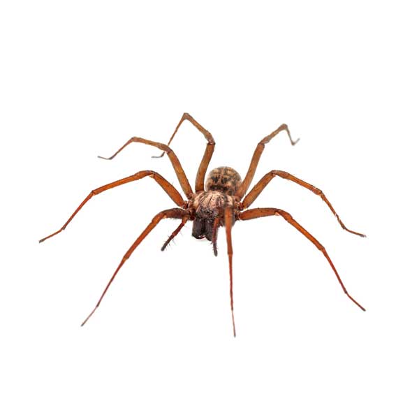 House spider identification in Knoxville TN. Russell's Pest Control