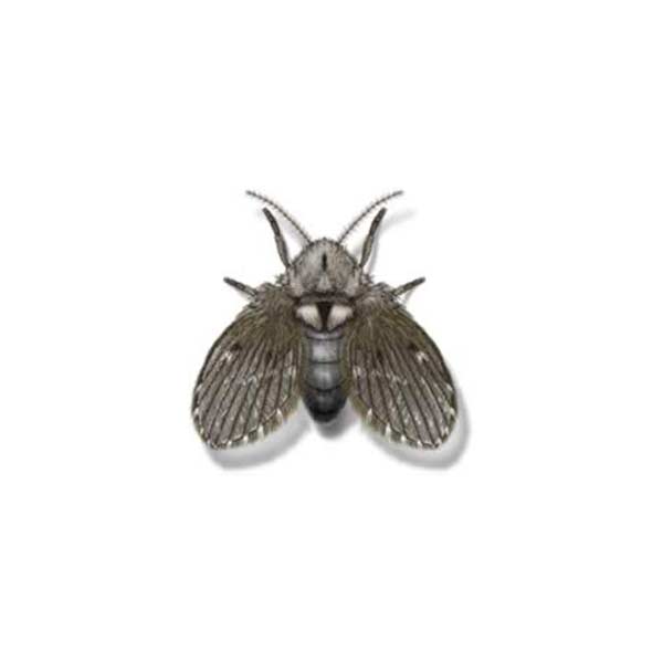 Drain fly identification in Knoxville TN. Russell's Pest Control