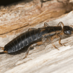Top Earwig Prevention Tips