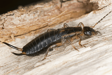 Top Earwig Prevention Tips
