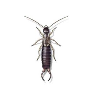 Earwig identification in Knoxville TN. Russell's Pest Control