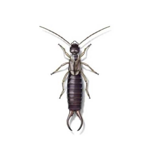 Earwig Identification, Habits & Behavior | Russell's Pest Control