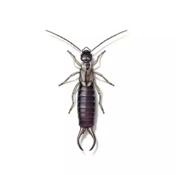 Earwig identification in Knoxville TN. Russell's Pest Control
