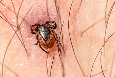 How To Avoid Ticks