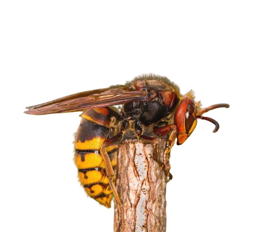 European Hornet Identification, Habits & Behavior | Russell's Pest Control