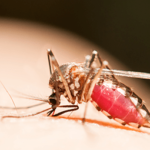 Risk Factors That Summer Mosquito Infestations Bring With Them