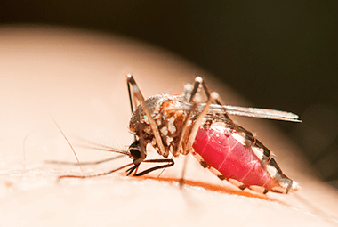 Risk Factors That Summer Mosquito Infestations Bring With Them