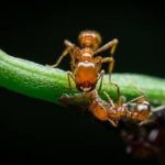 Fire Ant Season Returns To Knoxville - Are You Prepared?
