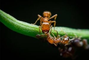 Fire Ant Season Returns To Knoxville - Are You Prepared?