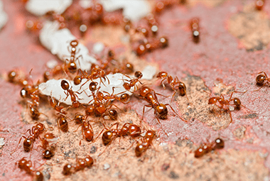 Are Fire Ants Dangerous?