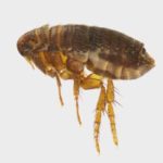 What Makes Flea Populations Thrive