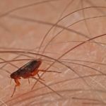 When Do Fleas Become A Problem In Tennessee?