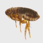 Why Do I Have Fleas In My Home & What Can I Do?