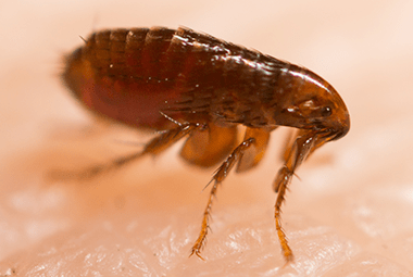 Flea Infestations On The Rise In Knoxville