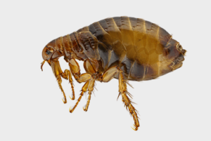 Top Five Flea Prevention Tips