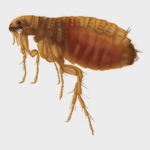 We Know Fleas Are Annoying But Are They Dangerous?