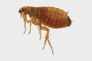 We Know Fleas Are Annoying But Are They Dangerous?