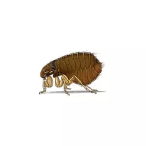 Flea identification in Knoxville TN. Russell's Pest Control