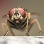 Don't Let Flies Invade Your Knoxville Home in the Summer