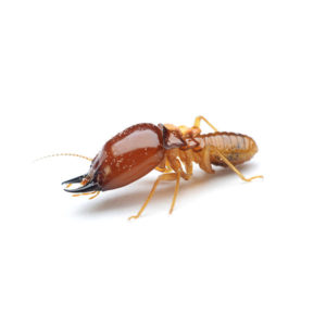 Formosan termite identification in Knoxville TN. Russell's Pest Control