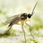 Avoiding Fungus Gnats Infestations In Eastern Tennessee
