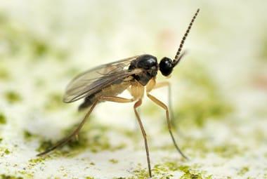 Avoiding Fungus Gnats Infestations In Eastern Tennessee