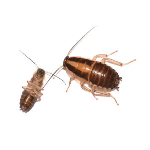 German cockroach identification in Knoxville TN. Russell's Pest Control
