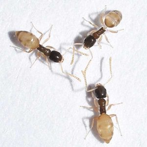 Ghost ant identification in Knoxville TN. Russell's Pest Control