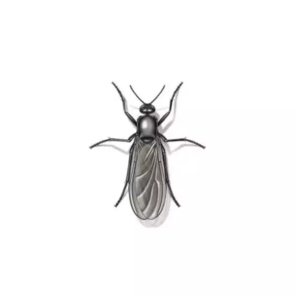 Gnat fly identification in Knoxville TN. Russell's Pest Control