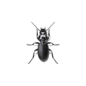 Ground beetle at Russell's Pest Control in Knoxville TN