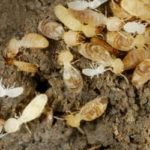 Never Too Early To Think About Termites